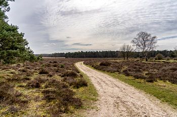 Een onverharde weg op een Veluws landschap in maart