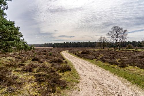 Un chemin de terre dans un paysage de la Veluwe en mars sur John Duurkoop
