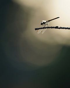 Libelle avec rétro-éclairage