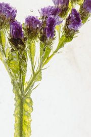 Beach Lilac in Ice 1 by Marc Heiligenstein