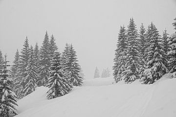 naaldbos in de sneeuw in de Alpen van Jan Fritz