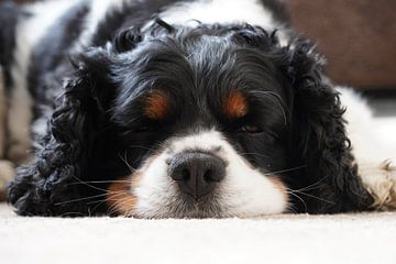 Cute Cavalier King Charles Spaniel, Portrait by Maximilian Burnos