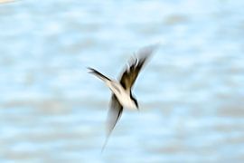 Schwalbe, so frei wie ein Vogel von Caroline Drijber Guérain