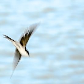 Swallow, as free as a bird by Caroline Drijber Guérain