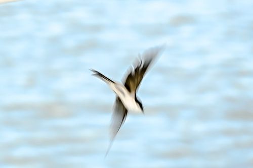 Swallow, as free as a bird