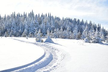 Sneeuwscooterbanen in de sneeuw van Claude Laprise