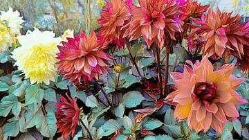 Red and yellow dahlias