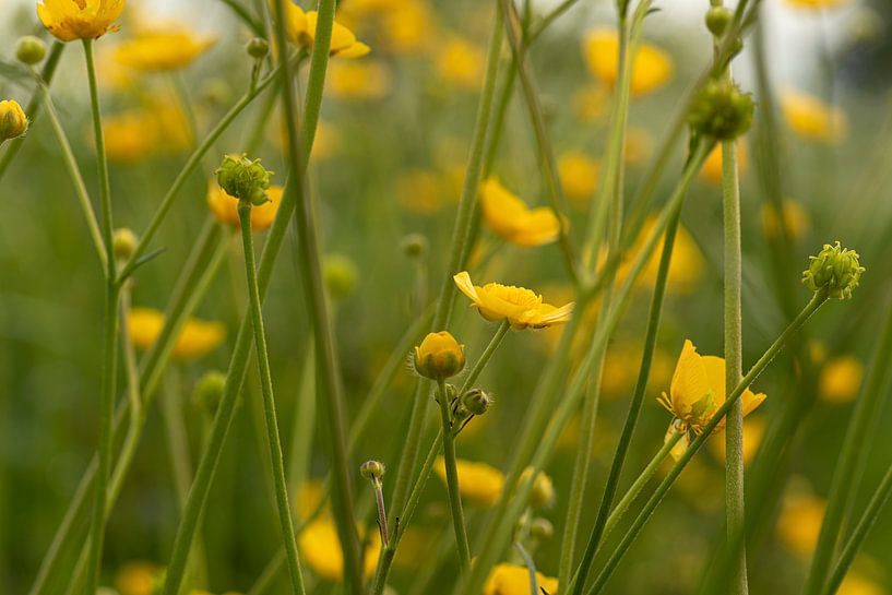 Buttercups by René Jonkhout