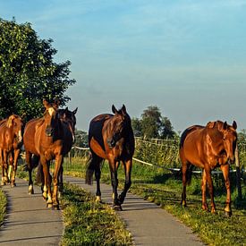 Ochtendwandeling van georgfotoart