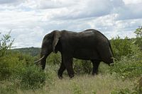 Wanderelefant in Südafrika