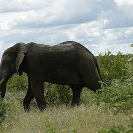 Wandelende olifant in Zuid-Afrika van Johnno de Jong