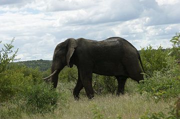 Wandelende olifant in Zuid-Afrika van Johnno de Jong
