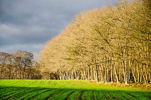 Waldrand in der Wintersonne