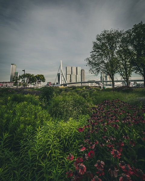 Le pont Erasmus de They Kept Heading Park Rotterdam par MAT Fotografie