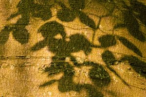 Schatten von Blättern auf einem sonnigen Baumstamm