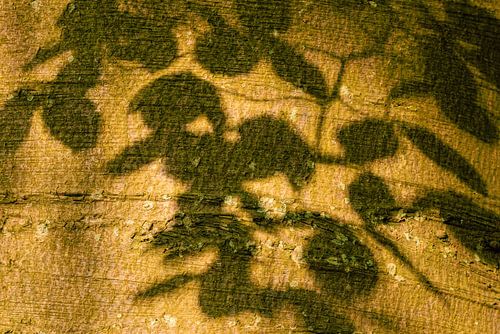 Schaduw van bladeren op een zonnige boomstam