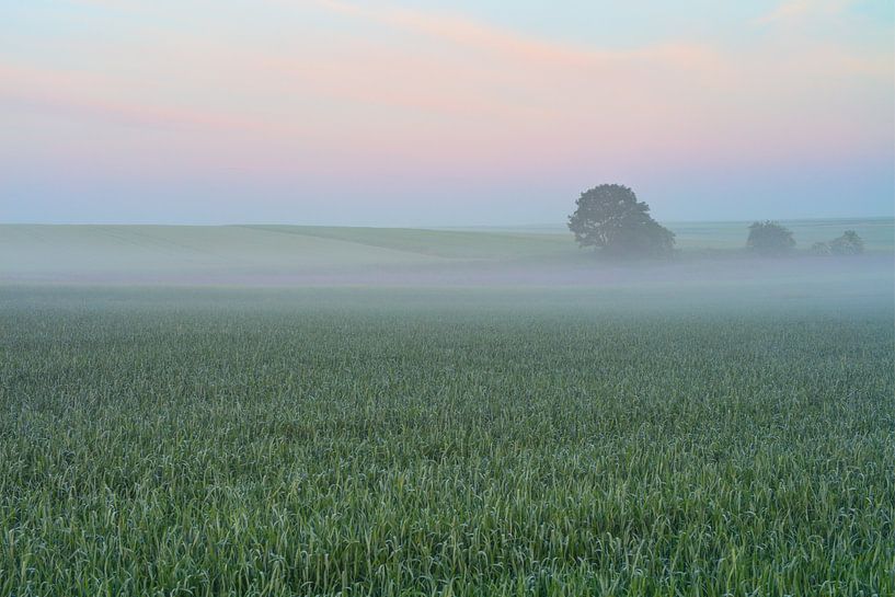 Early morning in the foggy field by Yevgen Belich