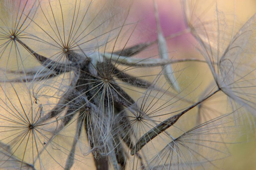 Art in the dandelion by Ilona Bredewold