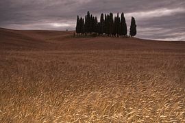 Cipressi di San Quirico d Orcia. Toscan Cipresswoods by Dennis Wierenga