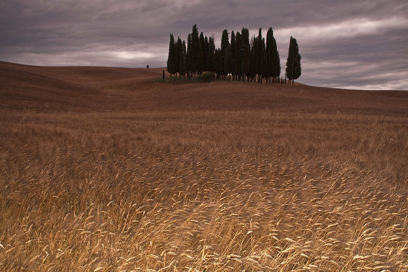 Cipressi di San Quirico d Orcia. Foret de Cipres en Toscane  par Dennis Wierenga
