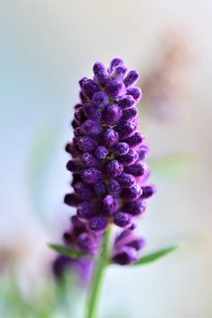 Lavendel bloem close-up van Marie Janssen