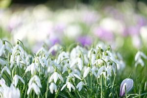 Des fleurs au pouvoir d'hiver
