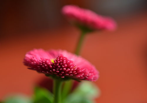 spaanse margrietjes