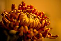 Chrysanthemum