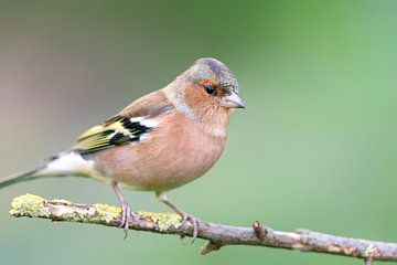 Buchfink (Fringilla coelebs)