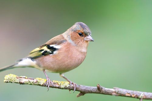 Pinson des arbres (Fringilla coelebs)