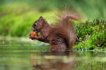 Écureuil dans l'eau