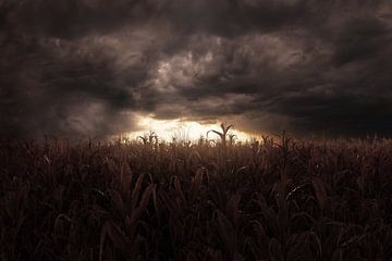 Düstere Landschaft von einem verdorrten Maisfeld im Sonnenuntergang von Besa Art