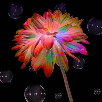 Dahlia multicoloured art I by Klaartje Majoor
