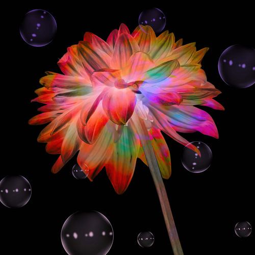 Dahlia multicoloured art I by Klaartje Majoor
