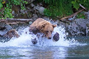 Alaska, jagende bruine beer in actie!