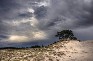 Bäume und Dünen III