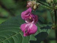 L'orchidée comme fleur Asseradepad