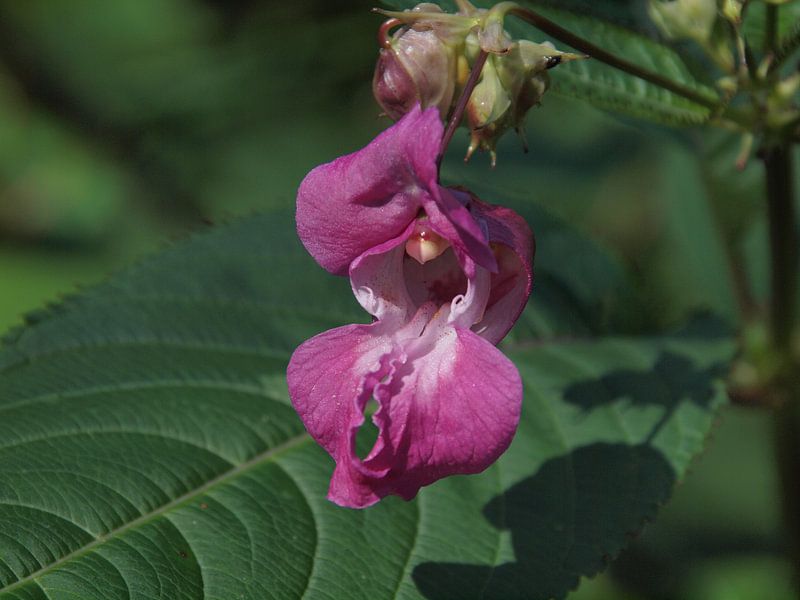 Orchid like flower Asseradepad by Annie Lausberg-Pater