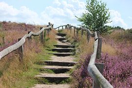Heide Havelte by Marlies Vedder