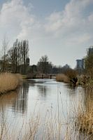 Natuur in de stad