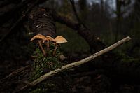 Mushroom in Autumn. Common sulphur head