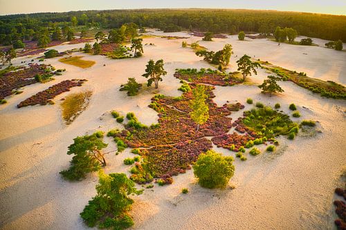 Hei in Blüte auf den Soesterduinen