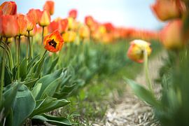 colorful tulip fields in the Netherlands Flevoland during Spring by Fotografiecor .nl