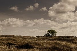 Landscape of Ameland by Marcel de Jonge