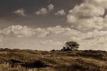 Landscape of Ameland by Marcel de Jonge
