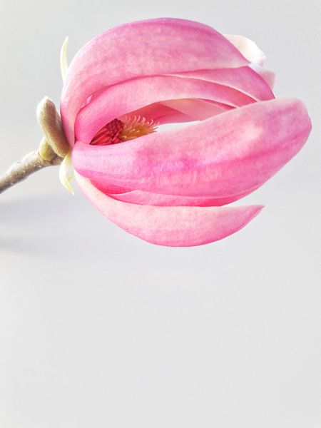 Magnolia von Marian van den Boogaard