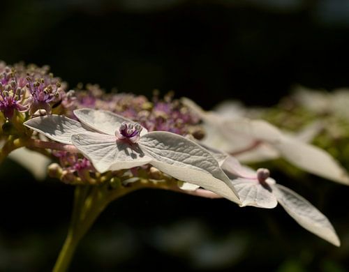 Hydrangea