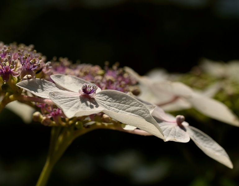 Hydrangea by Leo Langen