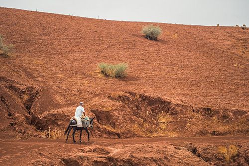A shepherd on his way home between Fez and Meknes, Morocco