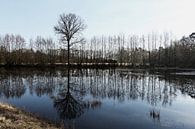 Bomen van Yvonne Blokland thumbnail